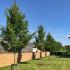 Pyrus calleryana ´Chanticleer´