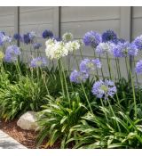 Agapanthus praecox