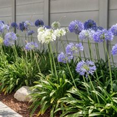 Agapanthus praecox