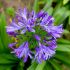 Agapanthus praecox