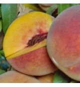 Broskyňa ´PADANA´