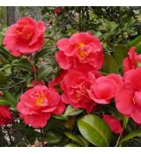 Camellia japonica ´Kramer´s Supreme´