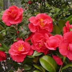 Camellia japonica ´Kramer´s Supreme´