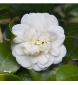 Camellia japonica ´Nobilissima´