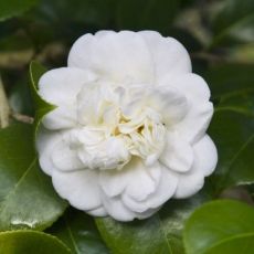 Camellia japonica ´Nobilissima´
