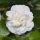 Camellia japonica ´Nobilissima´