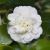 Camellia japonica ´Nobilissima´ Camellia japonica ´Nobilissima´