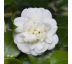 Camellia japonica ´Nobilissima´ 9x9 / výška 20-30 cm