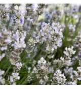 Levanduľa úzkolistá ´Alba´