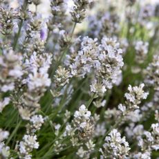 Levanduľa úzkolistá ´Alba´