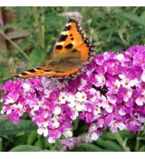 Buddleia davidii ´Berries & Cream´