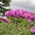 Buddleia davidii ´Berries & Cream´