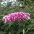 Buddleia davidii ´Berries & Cream´