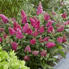 Buddleia davidii ´Butterfly Candy Little Ruby´