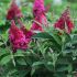 Buddleia davidii ´Butterfly Candy Little Ruby´