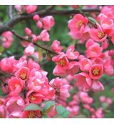 Chaenomeles x superba ´Pink Trail´