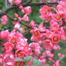 Chaenomeles x superba ´Pink Trail´