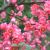Chaenomeles x superba ´Pink Trail´ Chaenomeles x superba ´Pink Trail´
