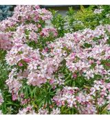 Choisya ternata ´Apple Blossom´®