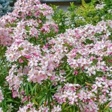 Choisya ternata ´Apple Blossom´®