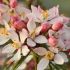 Choisya ternata ´Apple Blossom´®