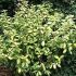 Elaeagnus x ebbingei ´Limelight´