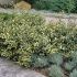 Elaeagnus x ebbingei ´Limelight´