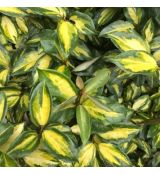 Elaeagnus x ebbingei ´Limelight´