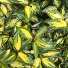 Elaeagnus x ebbingei ´Limelight´