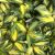 Elaeagnus x ebbingei ´Limelight´