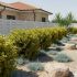 Elaeagnus x ebbingei ´Limelight´