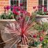 Cordyline australis ´Charlie Boy´®