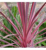 Cordyline australis ´Charlie Boy´®