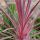 Cordyline australis ´Charlie Boy´®