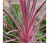 Cordyline australis ´Charlie Boy´® 9x9 / 0,5L