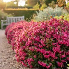 Escallonia ´Red Dream´