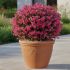 Escallonia ´Red Dream´