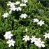 Gardenia jasminoides