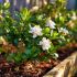 Gardenia jasminoides