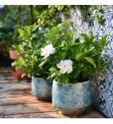 Gardenia jasminoides
