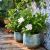 Gardenia jasminoides