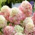 Hydrangea paniculata ´Diamant Rouge´®