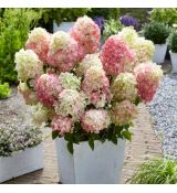 Hydrangea paniculata ´Diamant Rouge´®