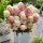 Hydrangea paniculata ´Diamant Rouge´®