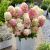 Hydrangea paniculata ´Diamant Rouge´®