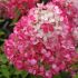 Hydrangea paniculata ´Diamant Rouge´®