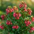 Escallonia ´Red Dream´