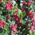 Escallonia ´Red Dream´