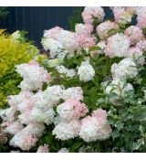 Hydrangea paniculata ´Phantom´
