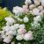 Hydrangea paniculata ´Phantom´ Hydrangea paniculata ´Phantom´